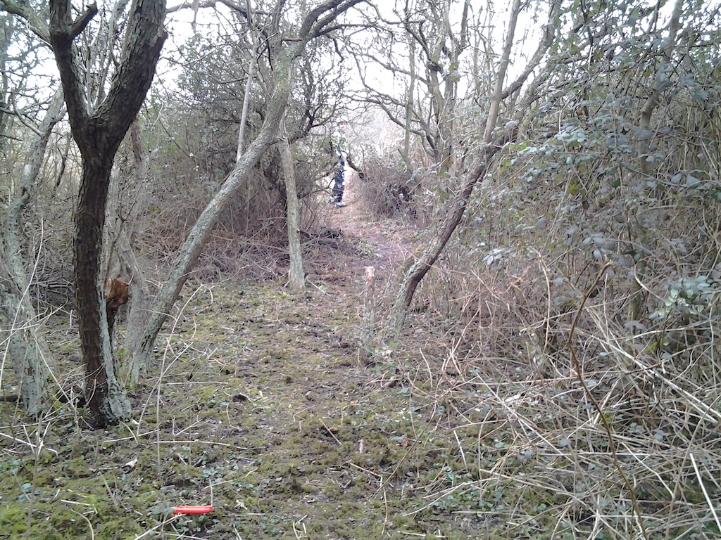 Trailbuilding; removing bloody thorn-bushes.