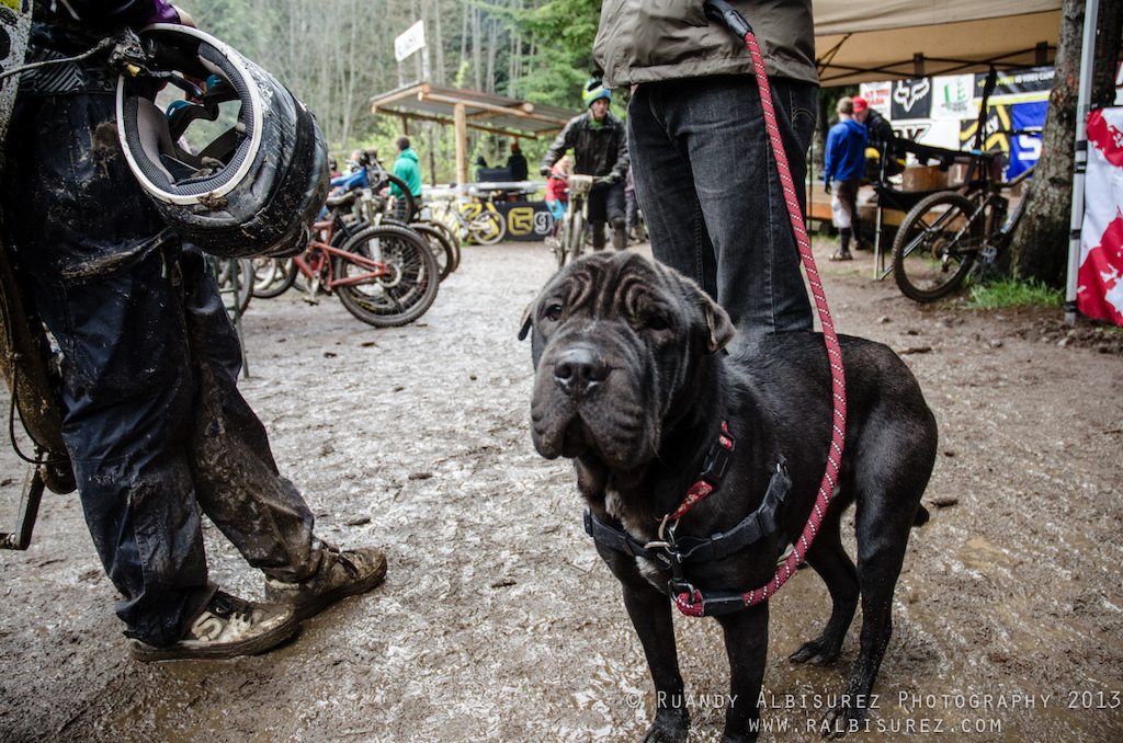 Puppies love mud!!
