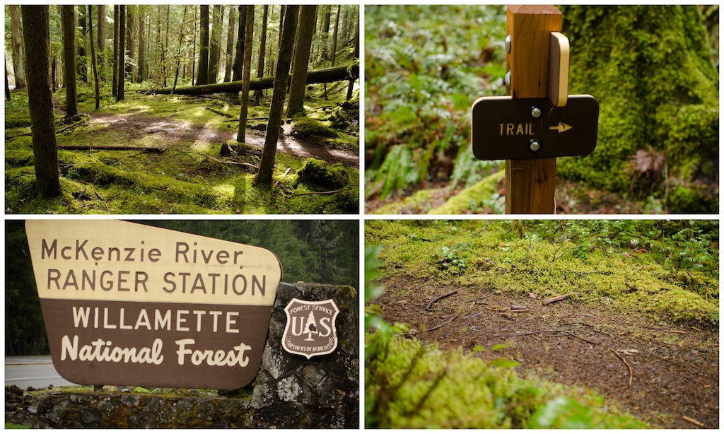 The McKenzie River Trail is located in the Willamette National Forest, east of Eugene, Oregon. The trail gradually makes its way downhill over the course of 25 mies, passing through stands of old growth Douglas Fir and past lush moss and prehistoric looking ferns.