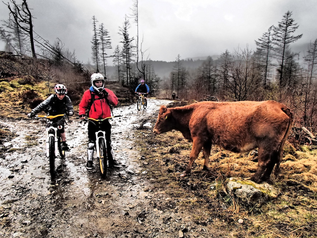 A friendly cow.