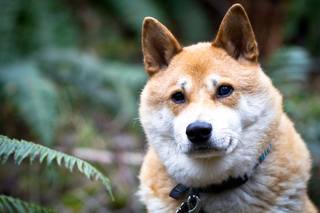 Believe it or not, he is 100% blind and still navigates the trails!