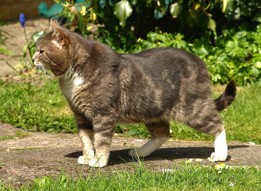 Beware of the cat
