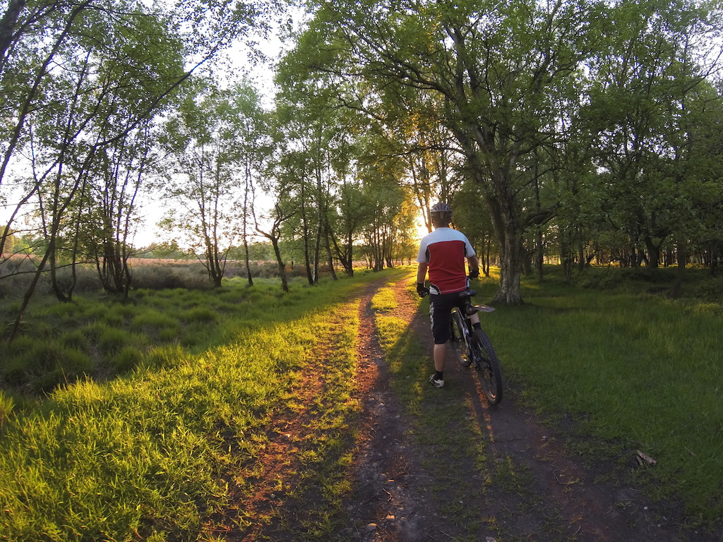Roam at dusk.
