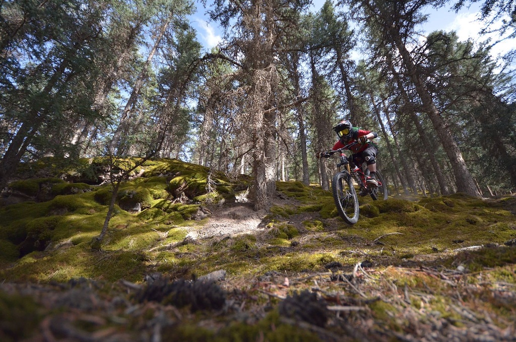 Riding in pine tree forest.