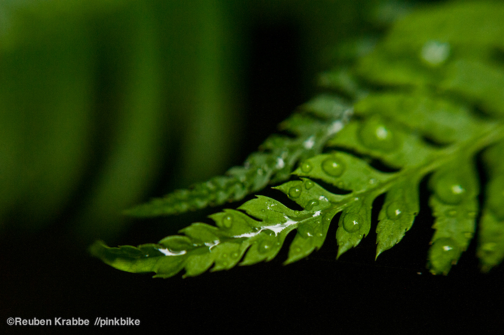 Sumas Mountain foliage