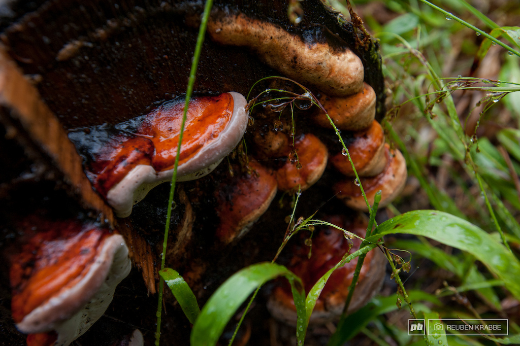 Coastal Fungi