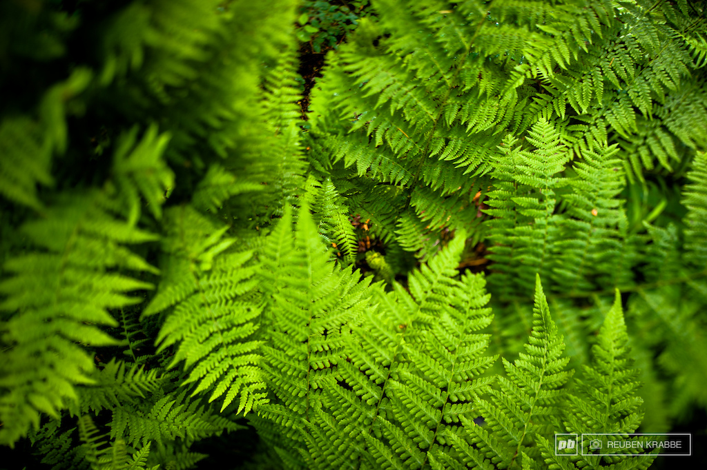 Lush forests in The Valley put Vancouver s North Shore to shame