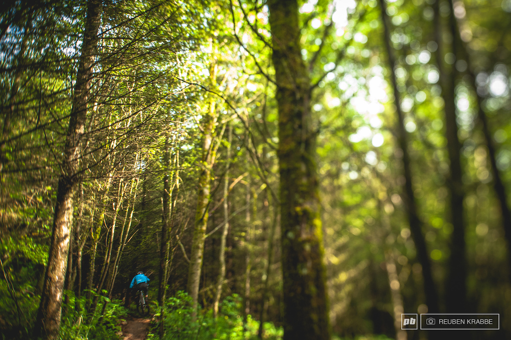 Stephen Matthews disappears into the trees on Squidline