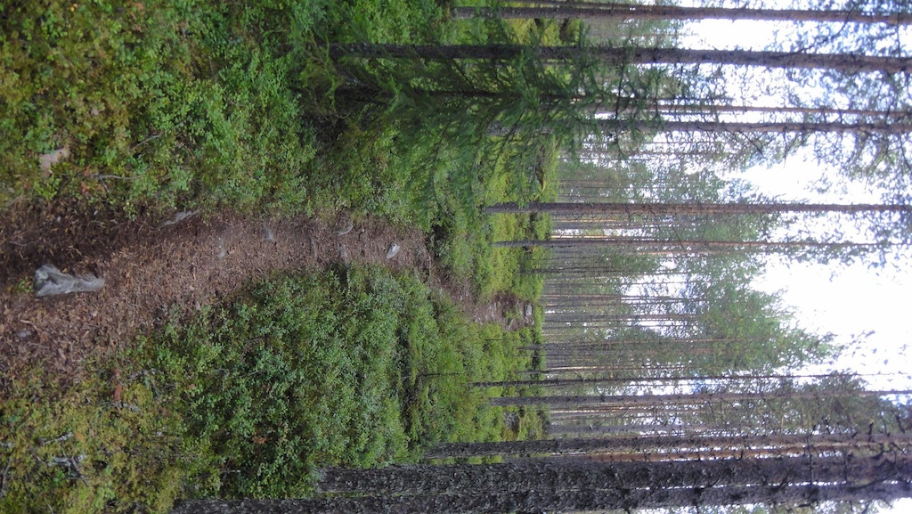 Some Fast and flowy single track in the pine woods of Ounasvaara.