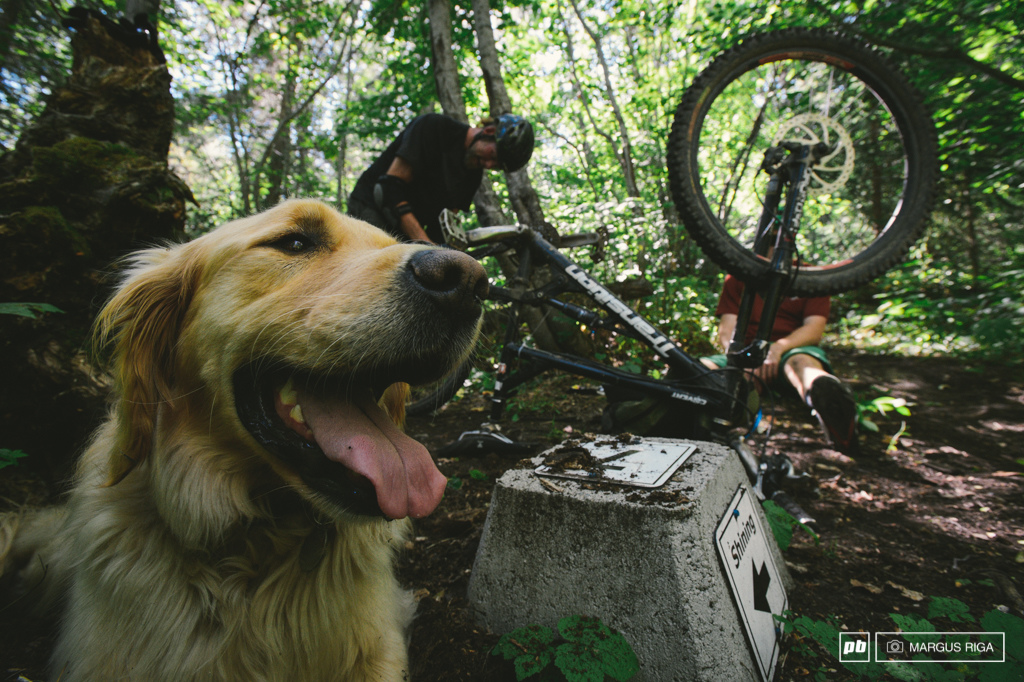 Dogs are happiest on the trails.