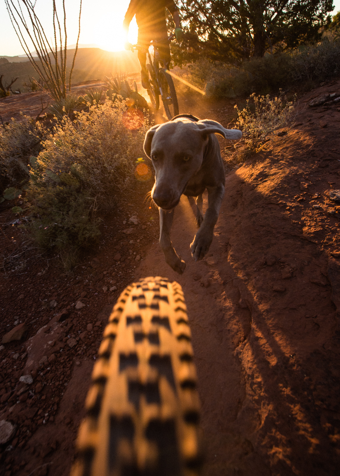 Mountain Biking around Sedona, Arizona with a few locals and their dogs.