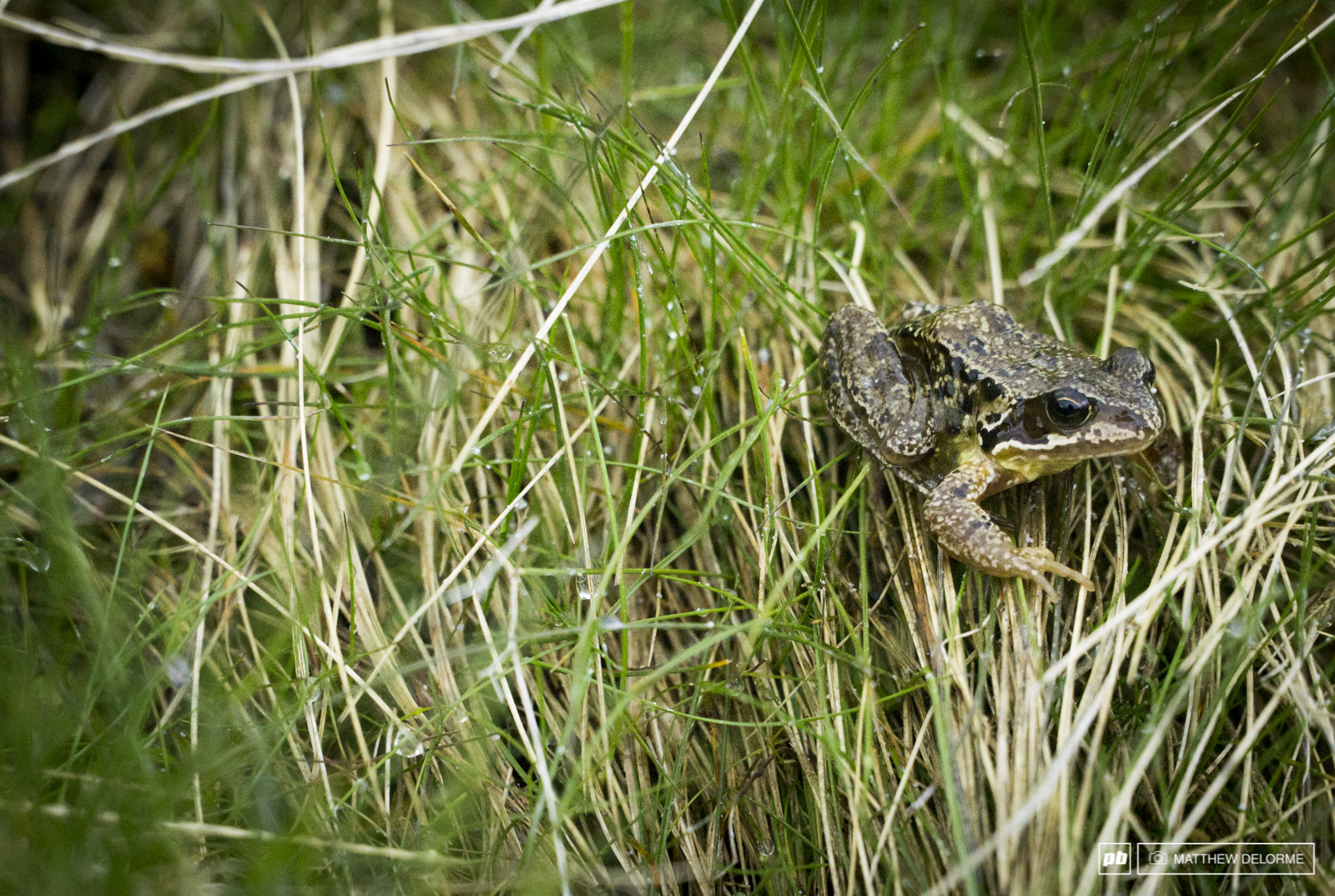 The only guy who seemed to be happy about the deluge the last couple of days.