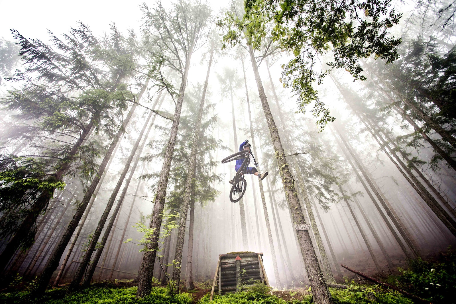 foggy one- footer in a deep fairy tale forest