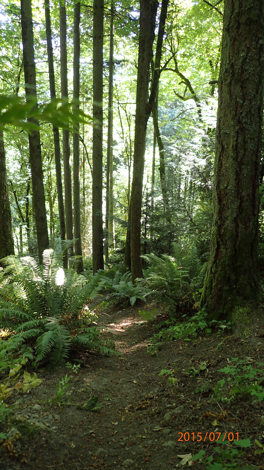 trail into ravine, steep