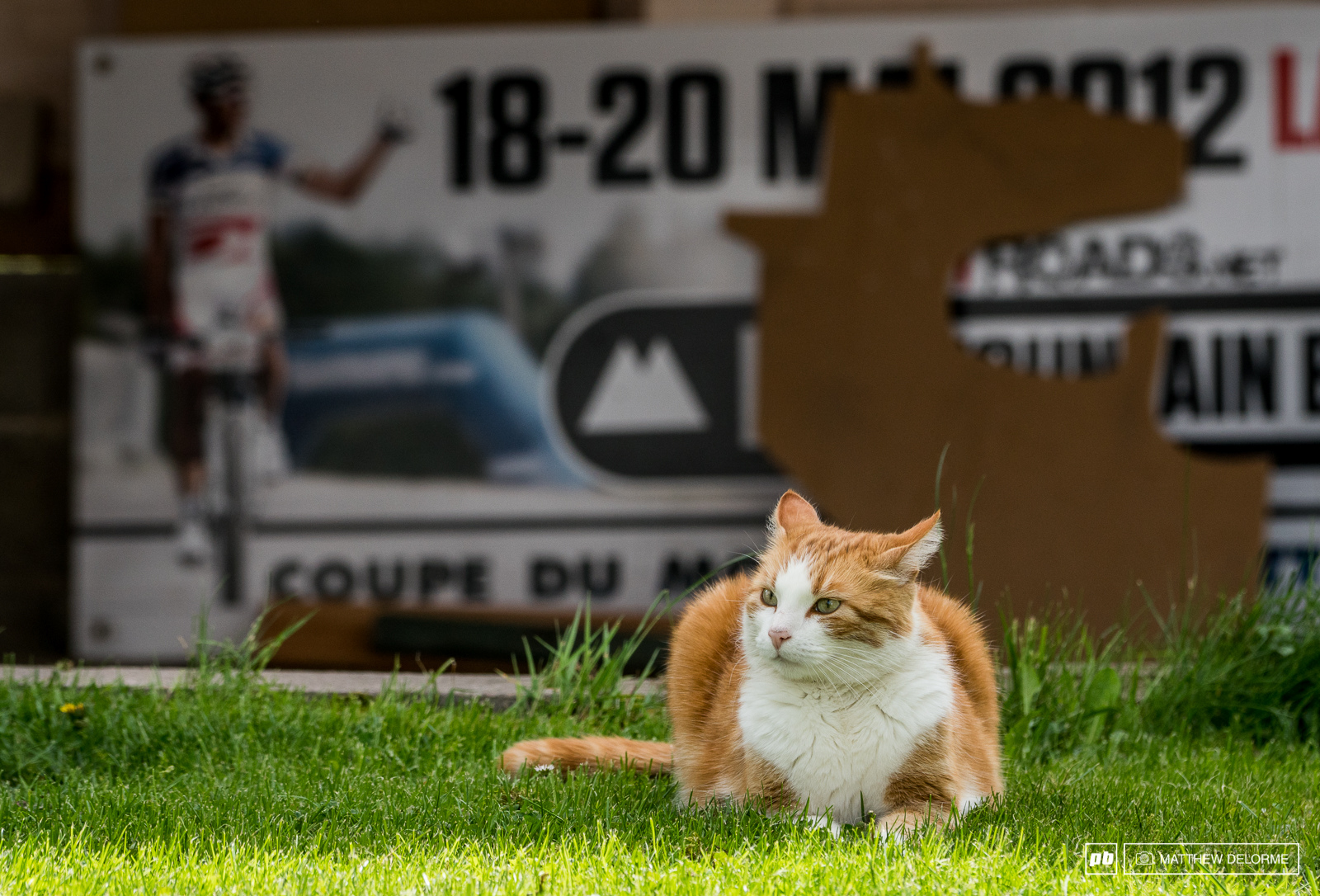 Kitty keeps guard of the vintage 2012 Julien Absalon WC board.