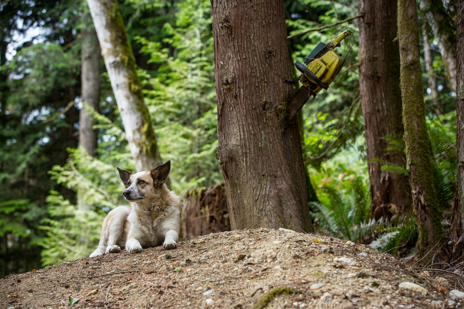 The CGP mascot Scout. She has seen every trail be built at CGP from day 1.