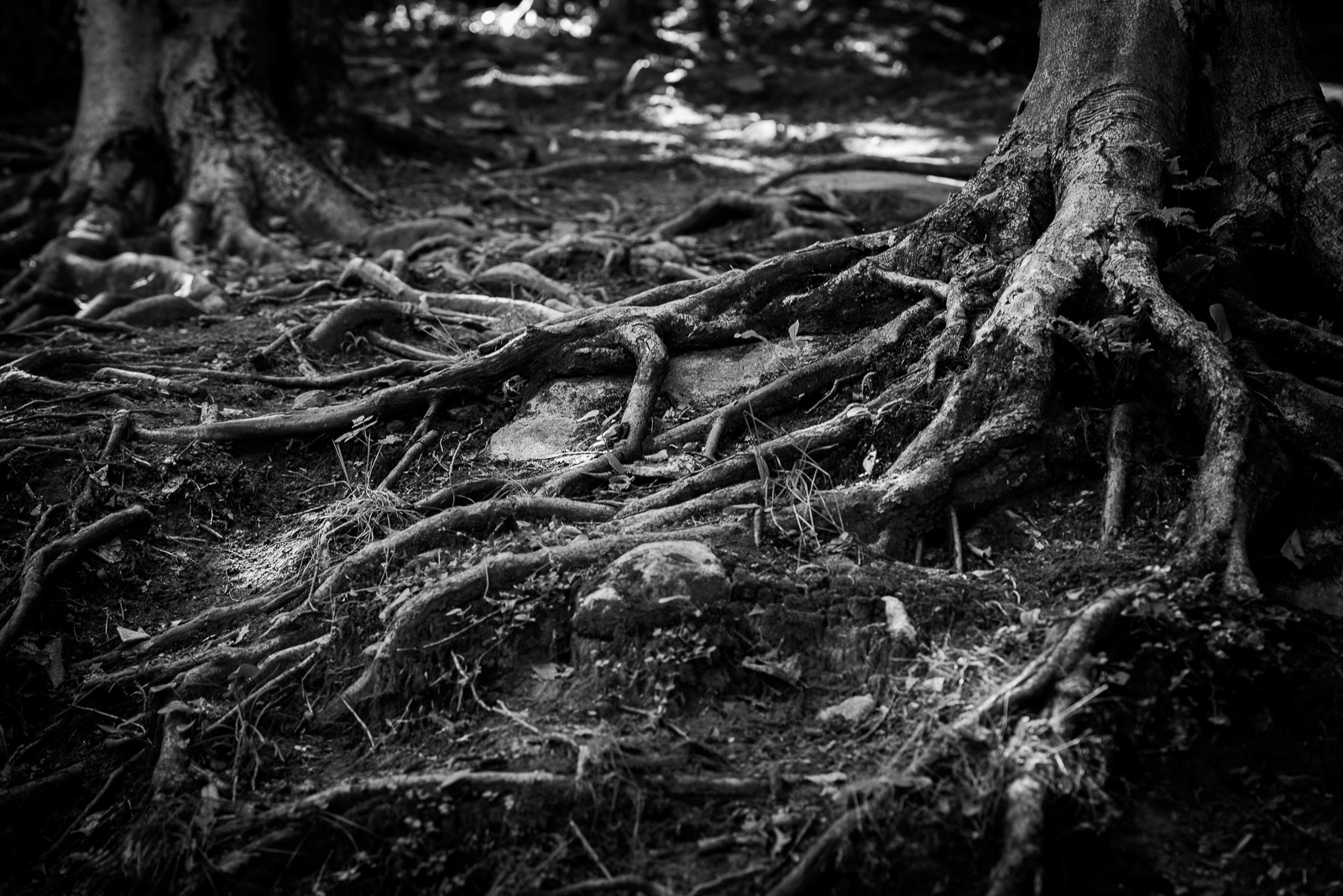 Aged to Perfection: Track Walk - Mont-Sainte-Anne DH World Cup 2016 ...