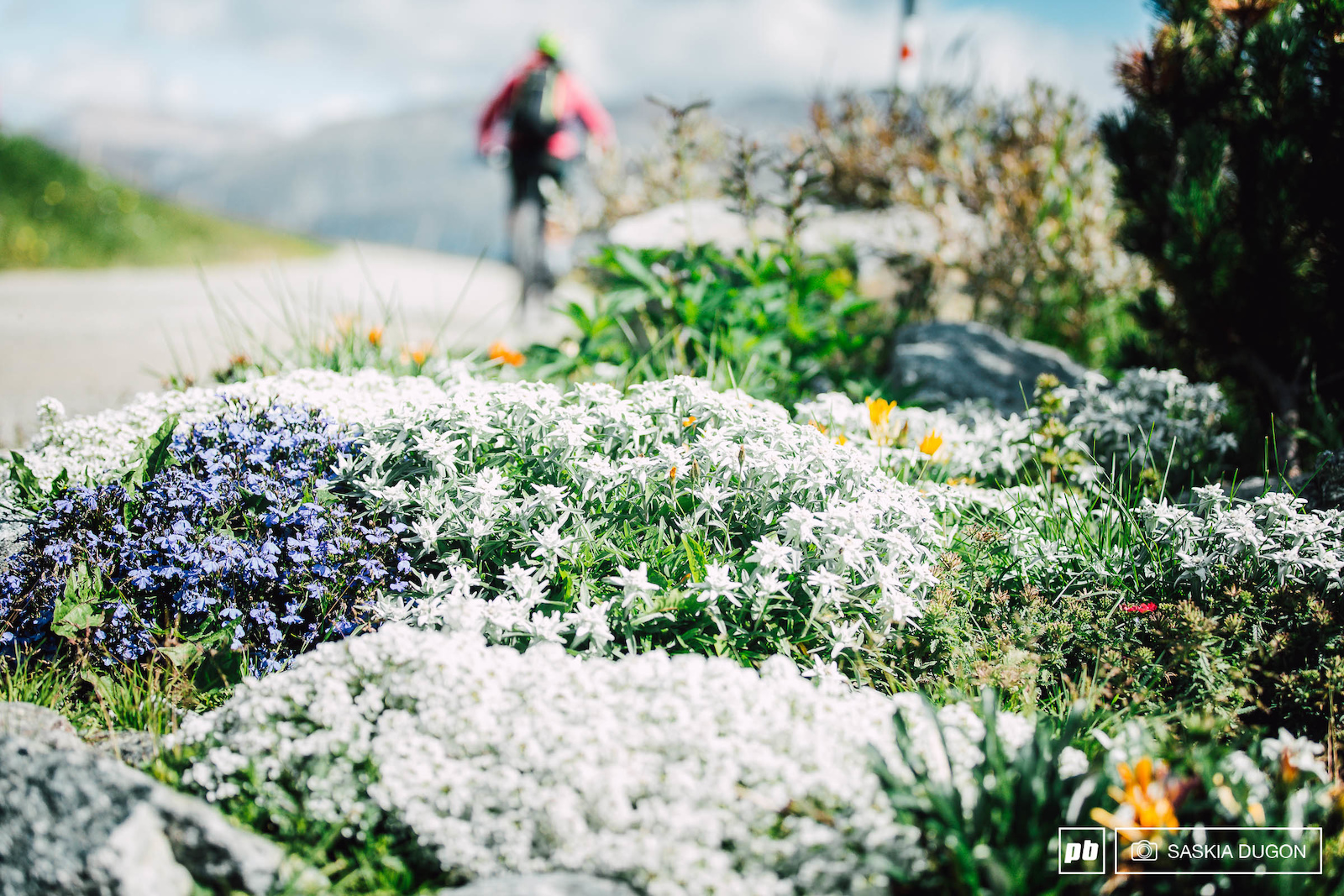Edelweiss the wild flower of Switzerland.