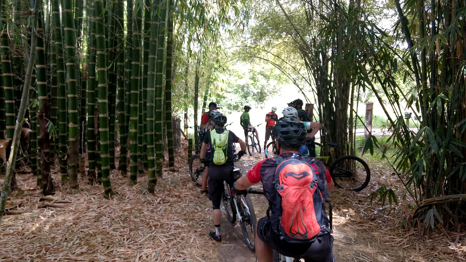 Having a rest in a bamboo thicket