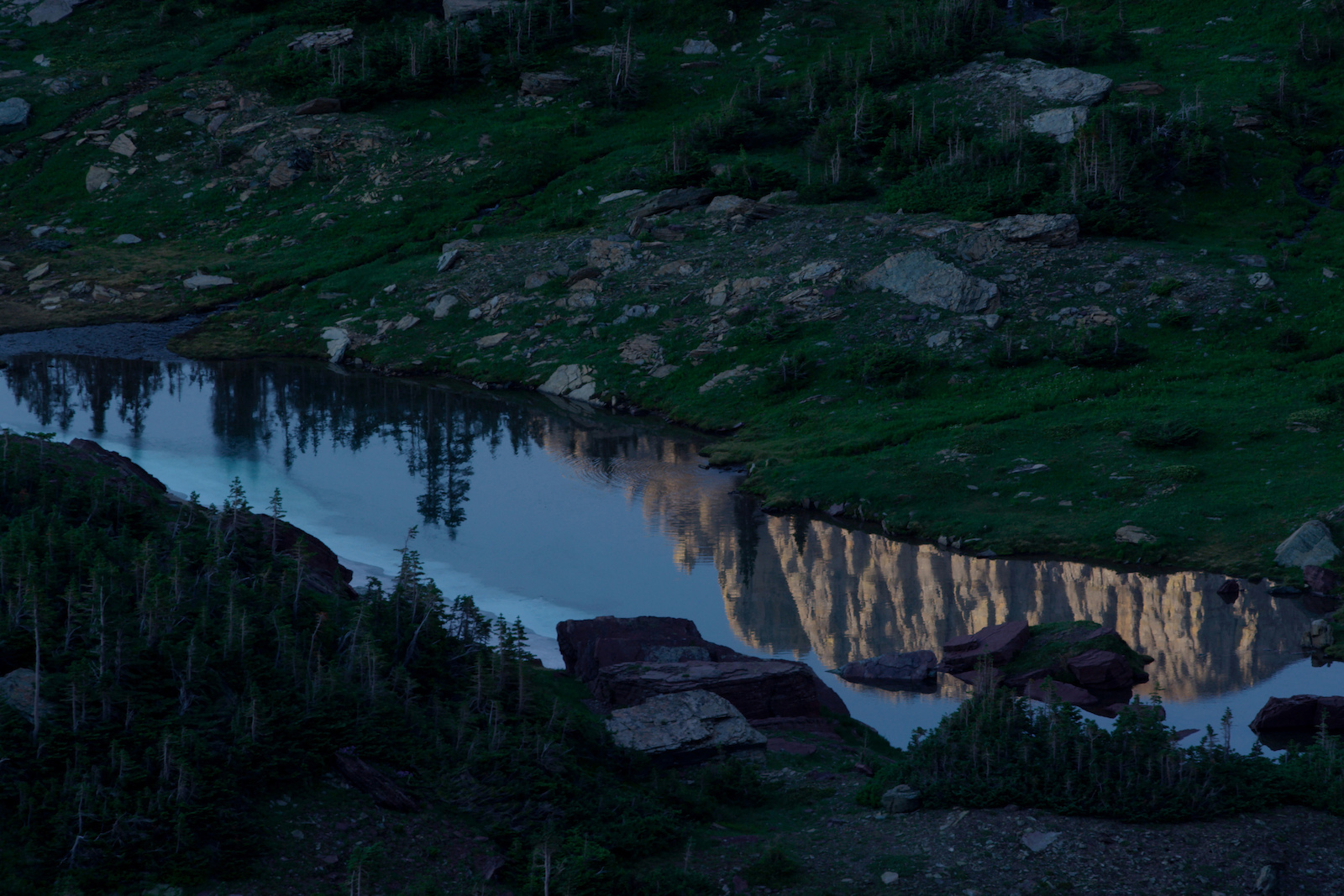 Whitefish