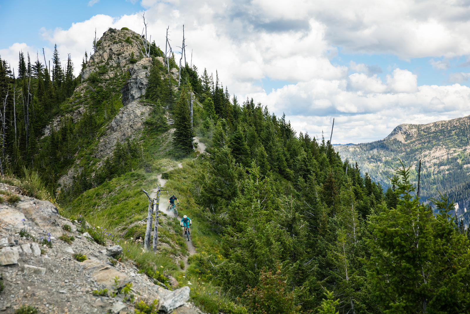 Whitefish