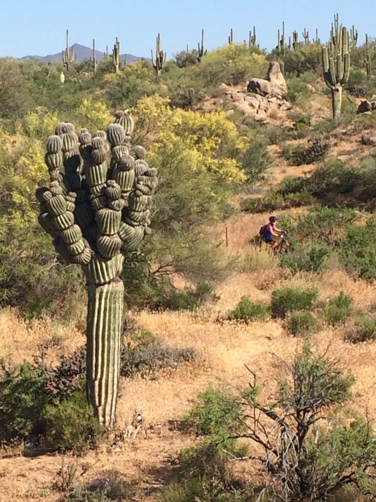 The Michelin Man saguaro near Desparado and Soapberry Wash.