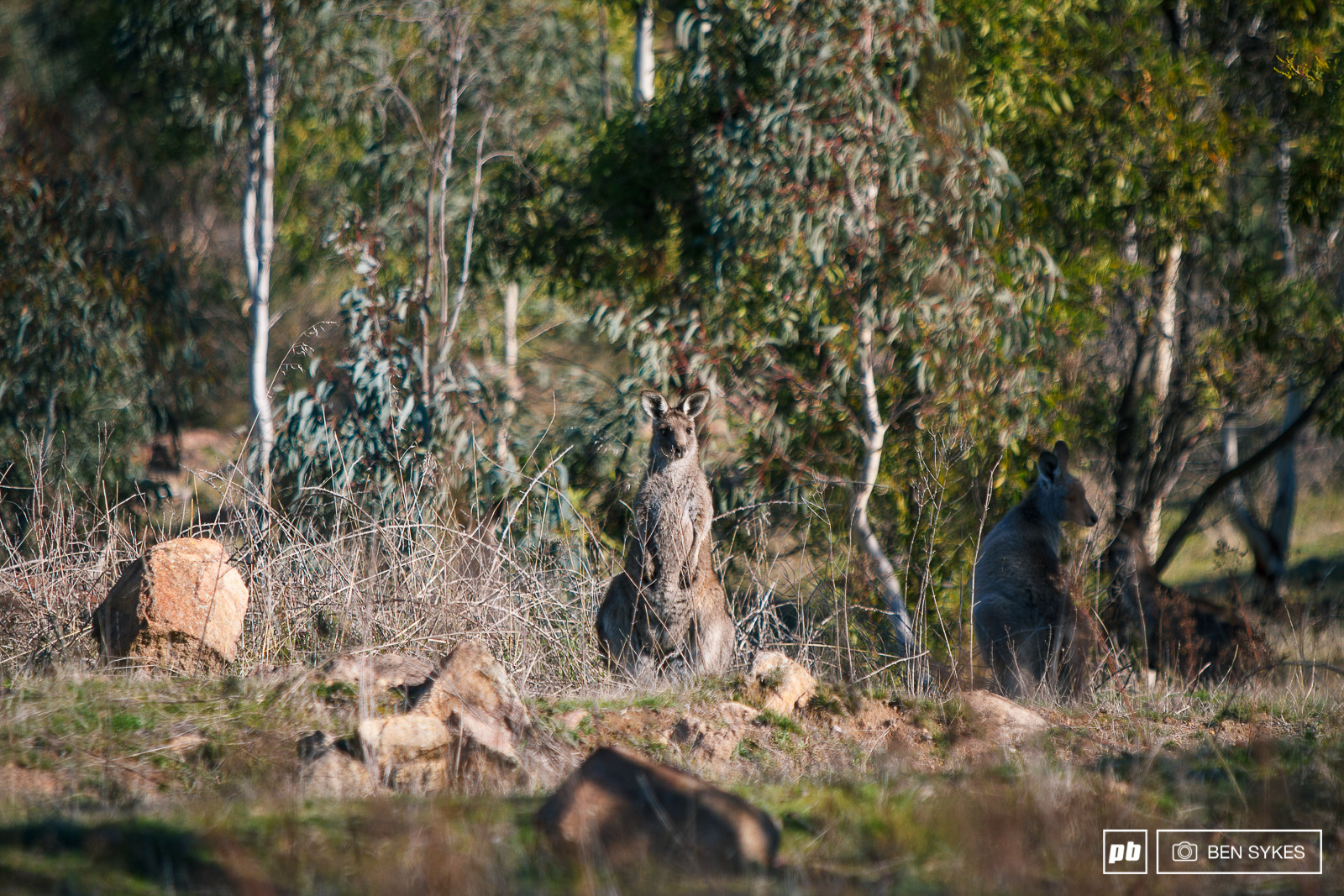 A Roo joining in on the spectating.