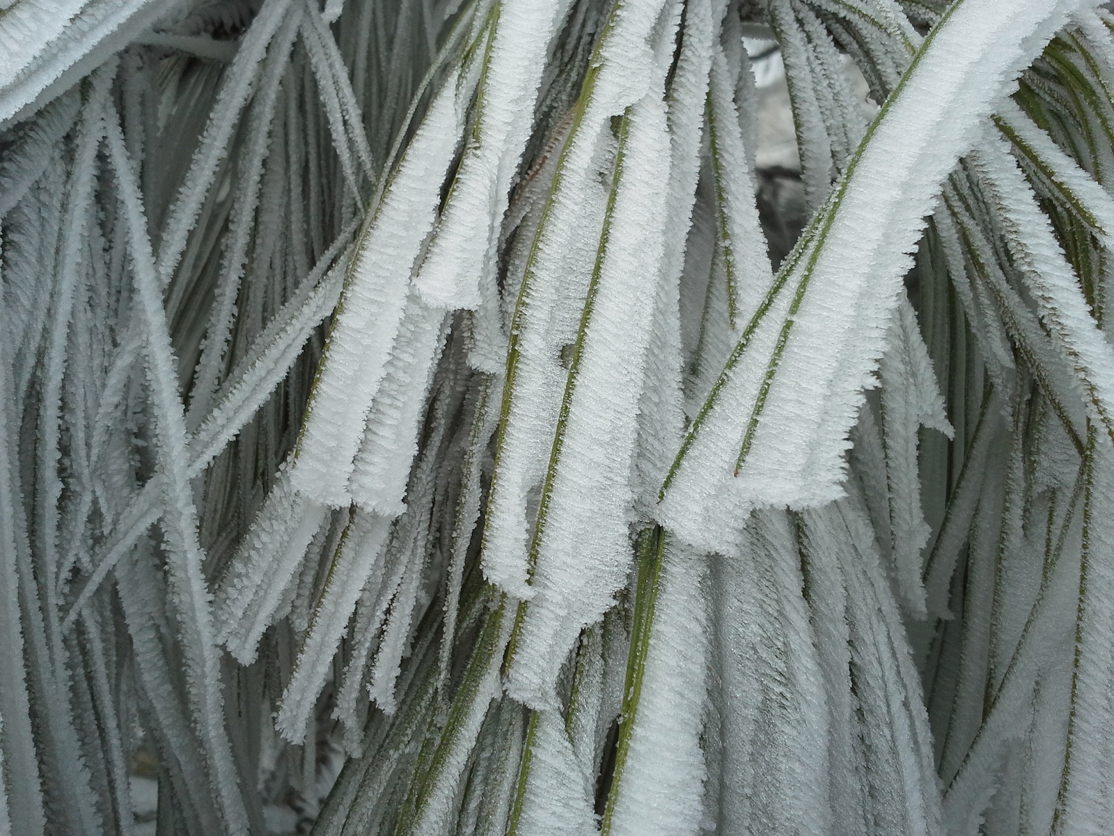 Ribbons of ice crystals due to freezing fog