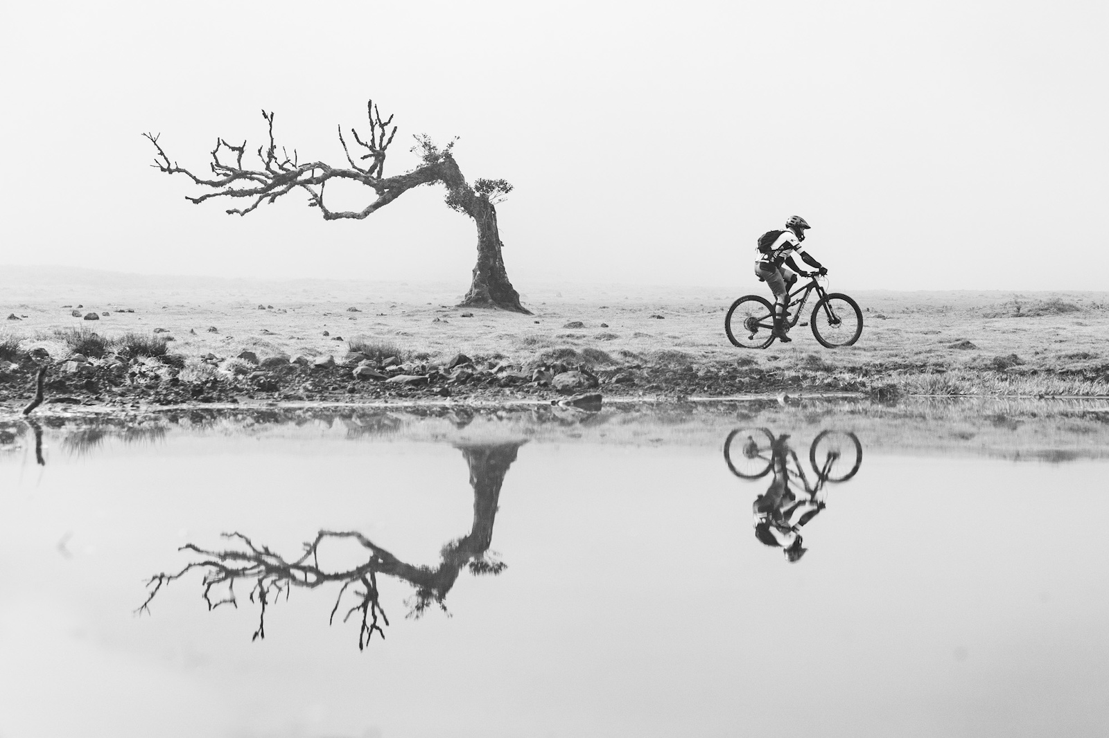 Modern art. The bike and a tree in the mist before stage one today.
