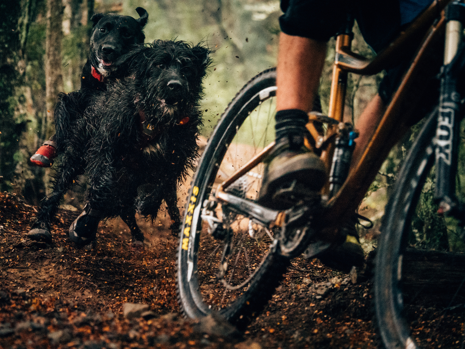 Frank's face sums up the stoke in this photo! Checkout the latest NZ Mountain Biker for some great tips on riding with man's best friend.