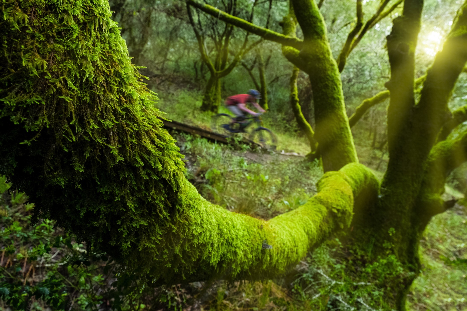 Tamarancho has been an iconic destination among Bay Area riders for decades, and I'm lucky to have it in my backyard. I love trying to find new angles to photograph from, to try to breath new life into this overlooked thoroughfare... www.kelleyhale.com @kelleyhalephoto