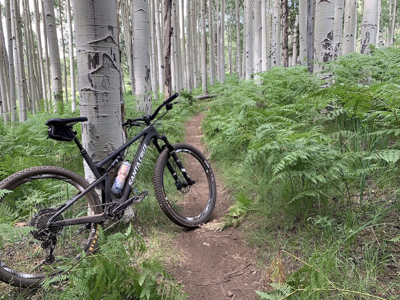 An e-bike on a singletrack trail through a dense aspen forest with ferns.