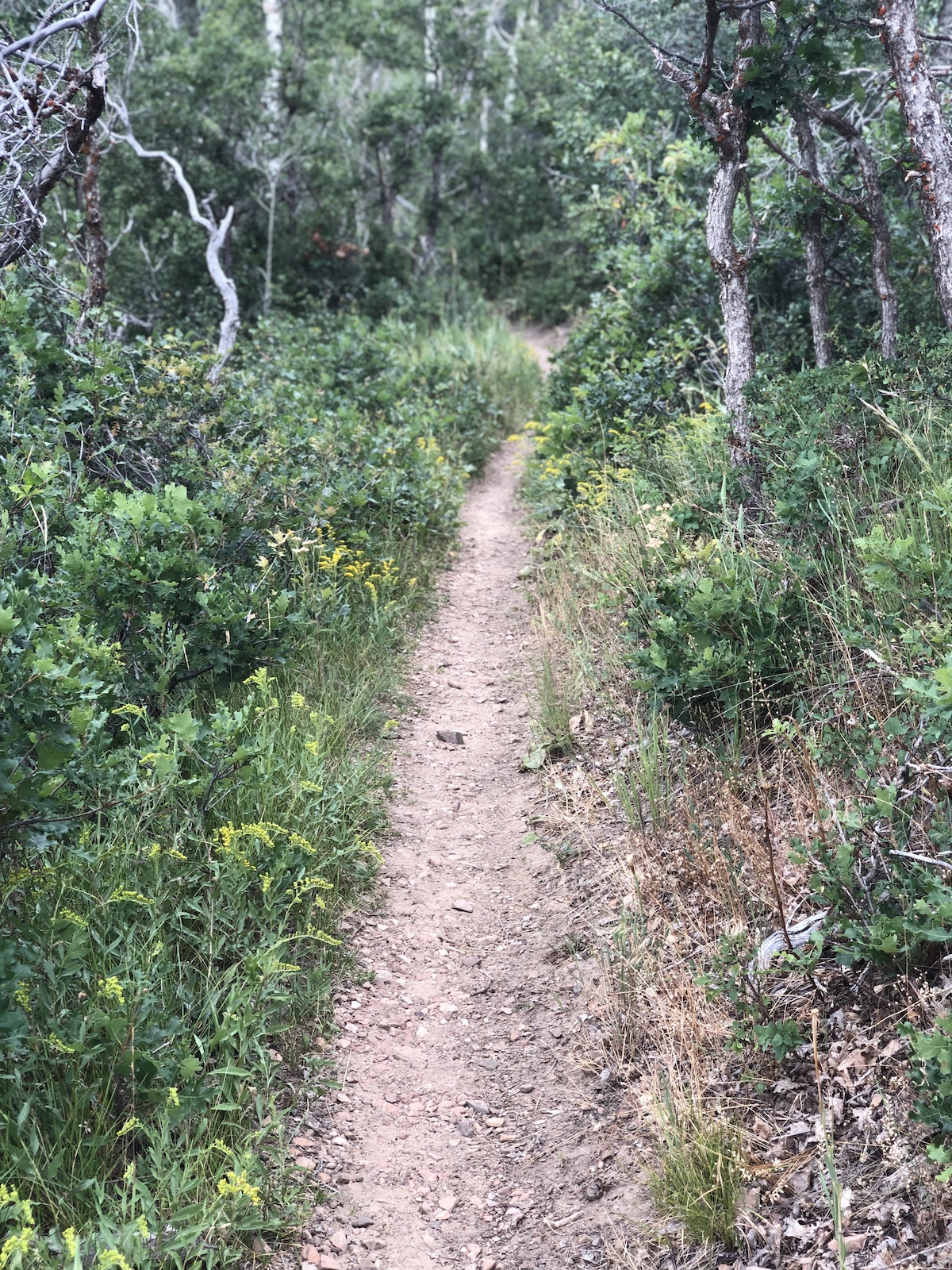 A narrow dirt hiking trail through dense forest with yellow wildflowers.