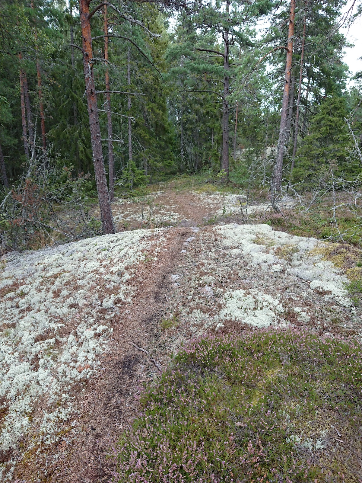 Just i starten upp på berget. Ett rullbart drop väntar.