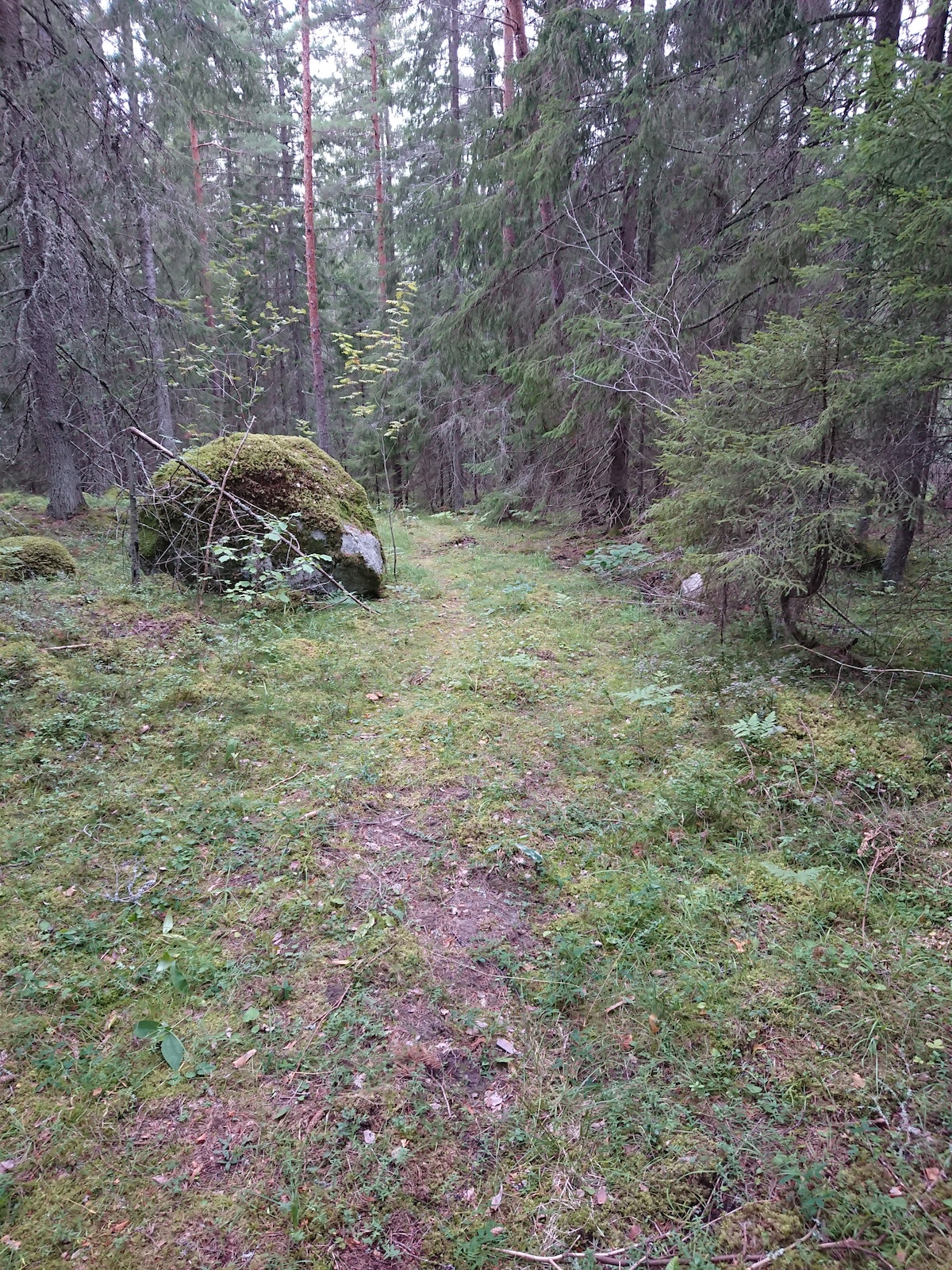 En bra bit ned i skogen. Här går det utför.