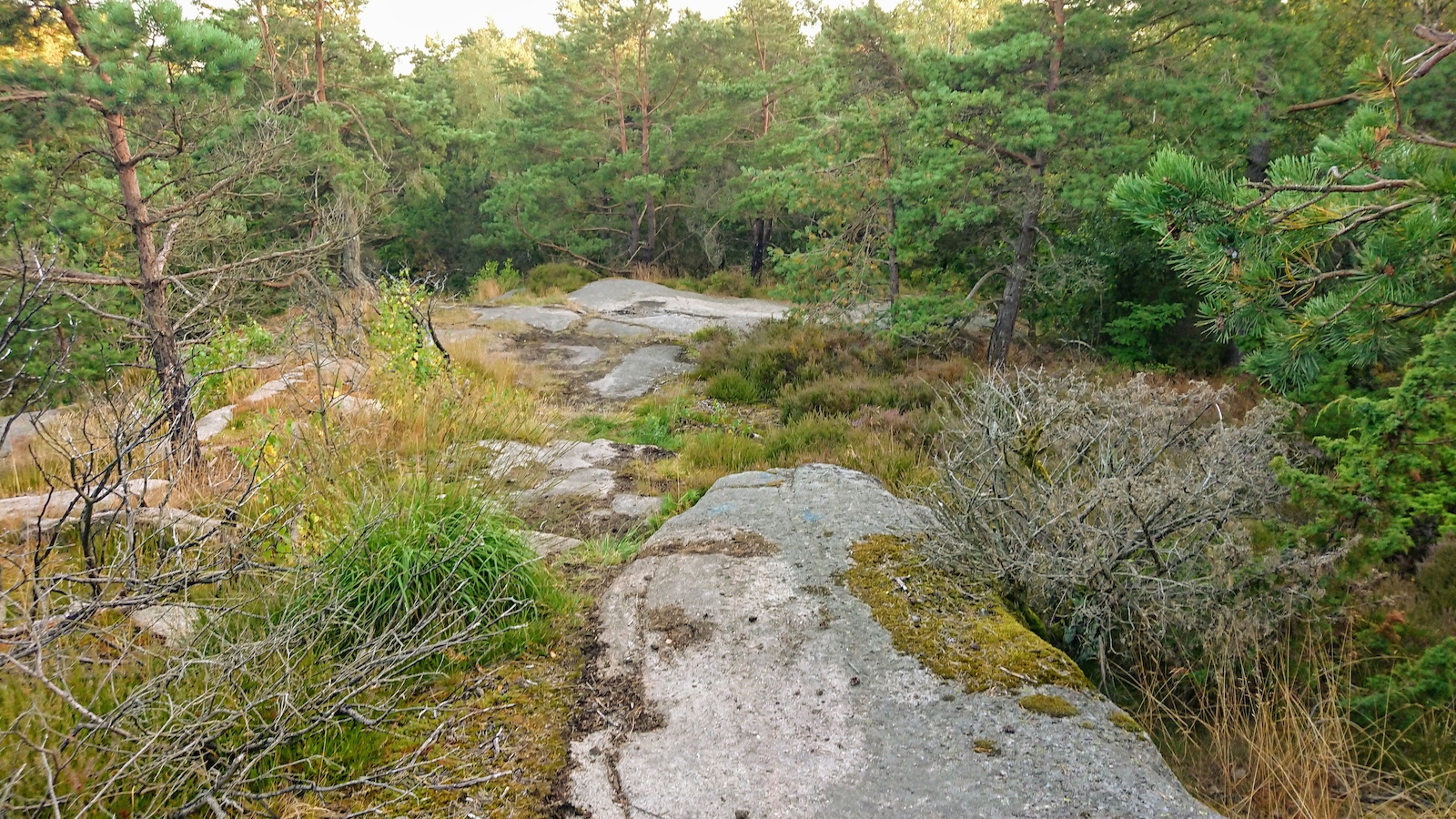 Downhill section on Skyttevärnet trail in Ruddalen.