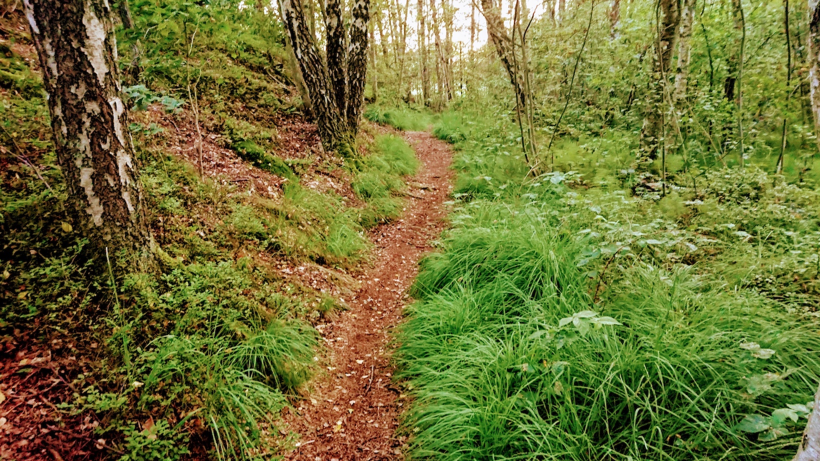 End section on Skyttevärnet trail in Ruddalen.