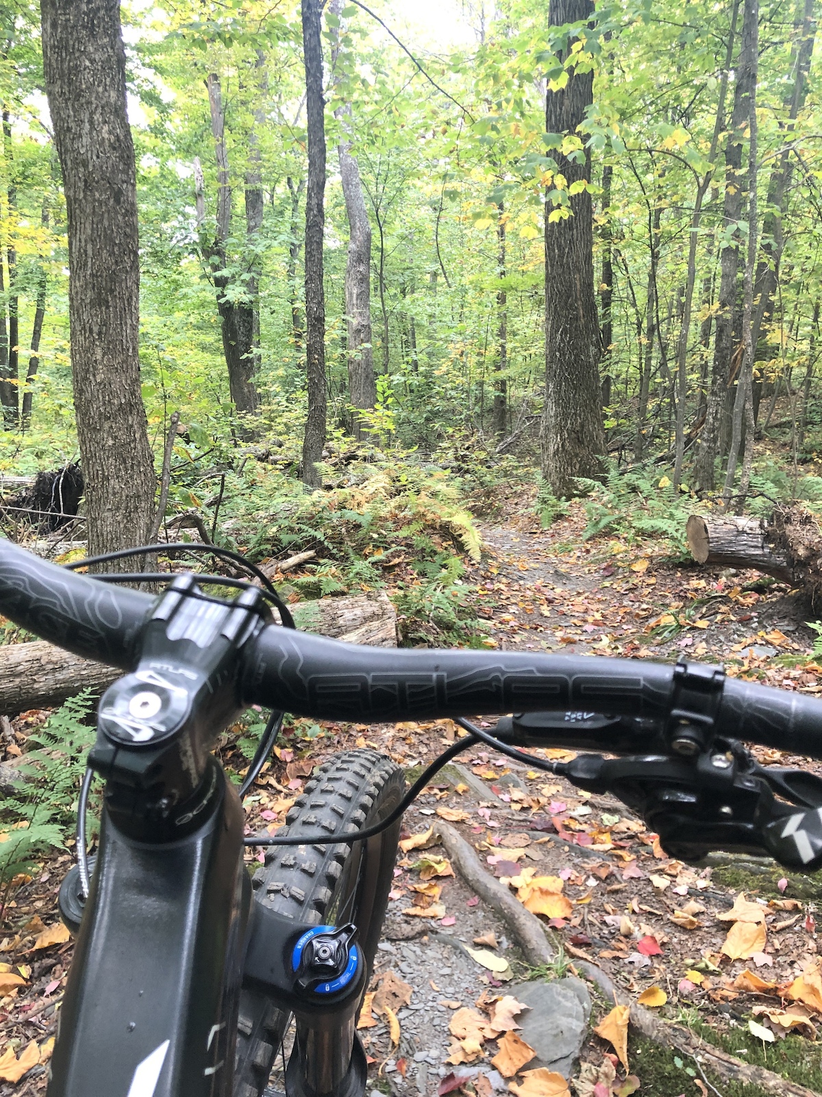 A mountain bike in a dense forest trail with fallen leaves and moss-covered ground.