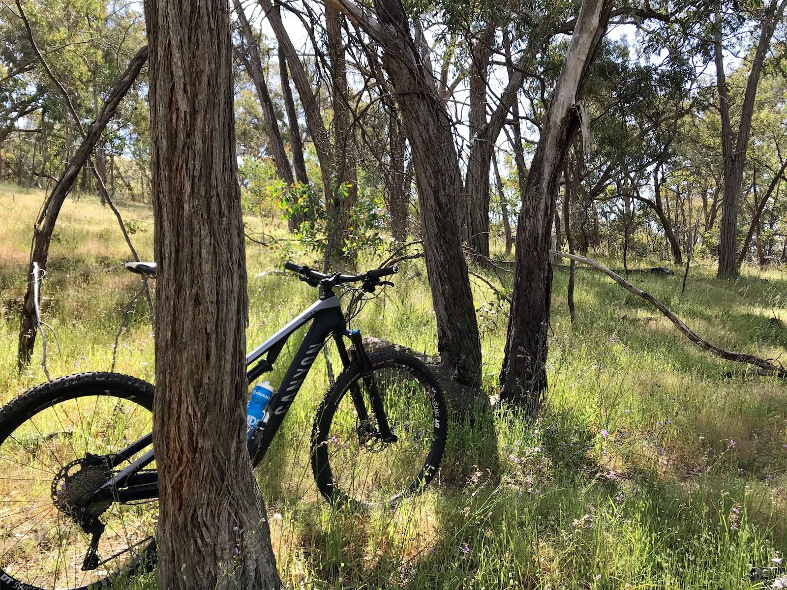 Long fresh grass on Kangaroo Loop