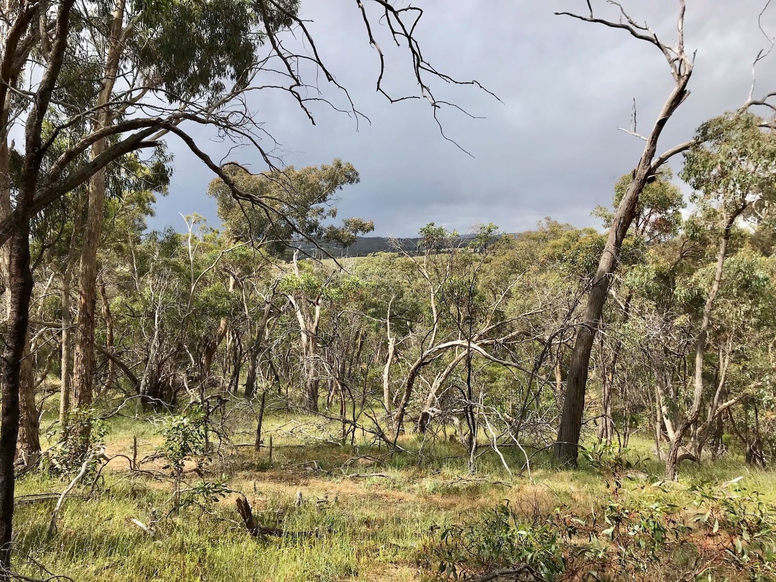 Kangaroo Loop