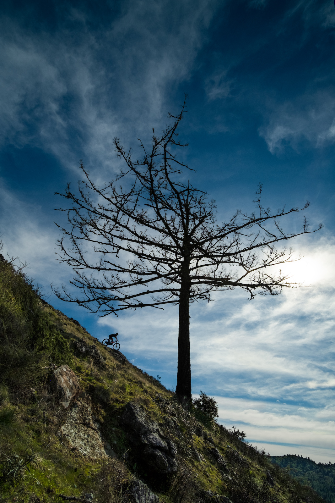 Dwarfed by massive tree...  www.kelleyhale.com @kelleyhalephoto