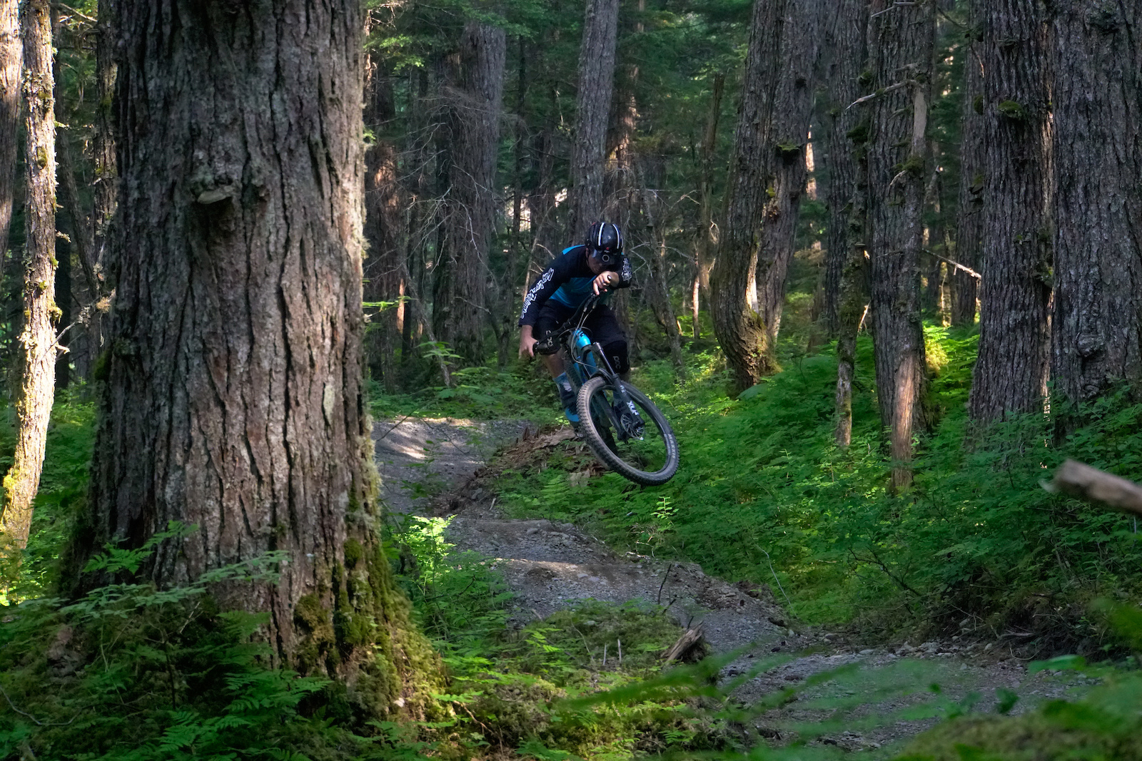 A mountain biker riding through a dense old-growth forest with large trees and rooty terrain.