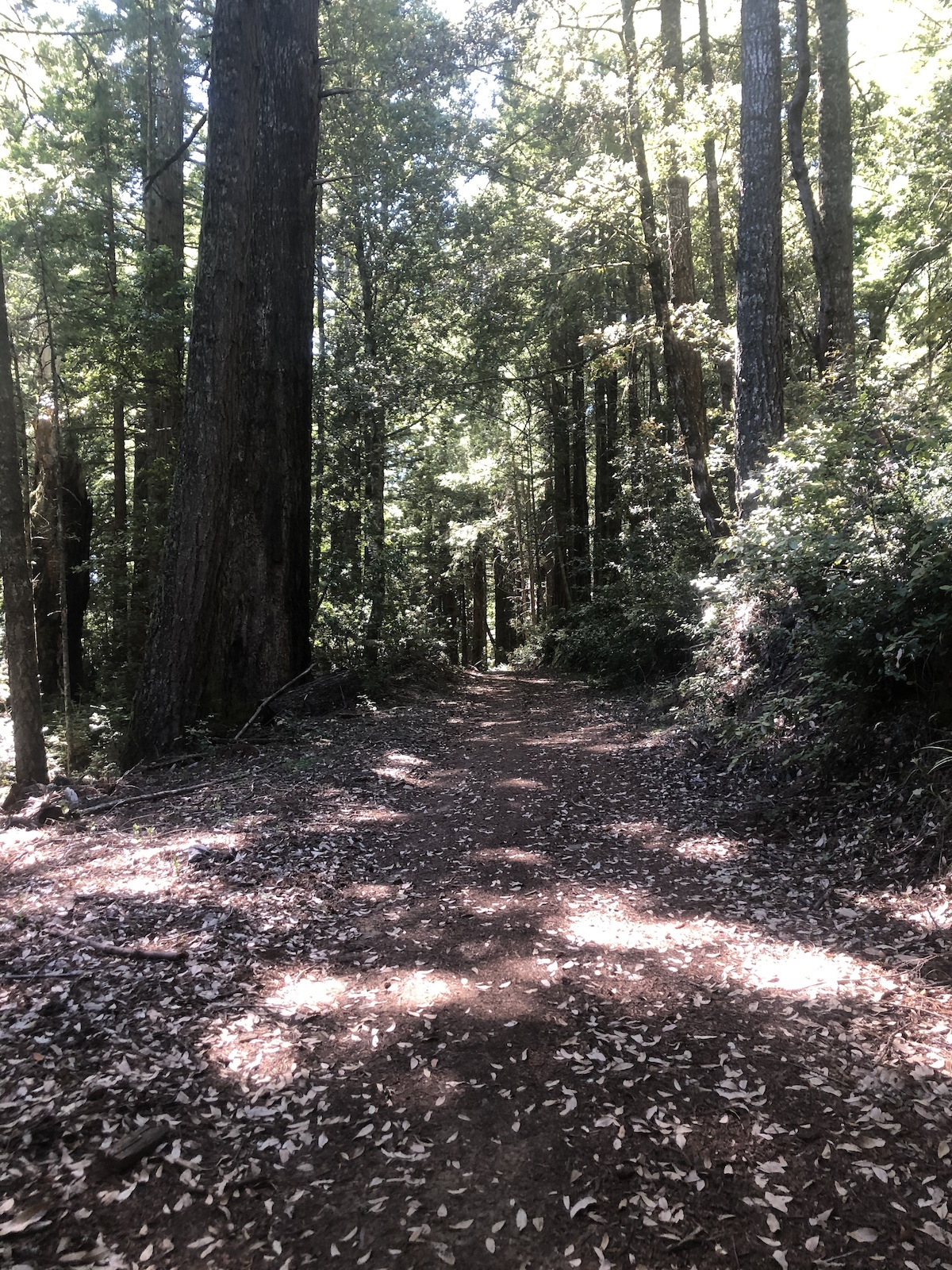 Forest bathing