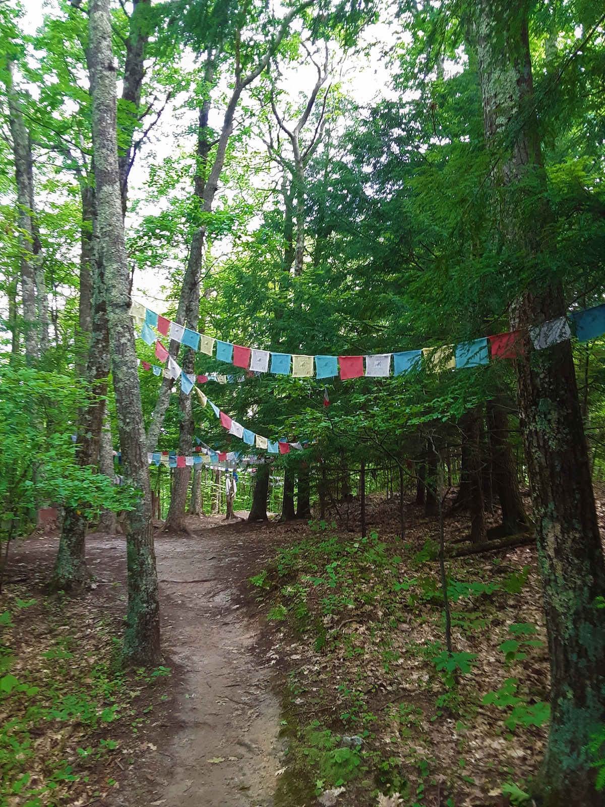 top of lung ta path.