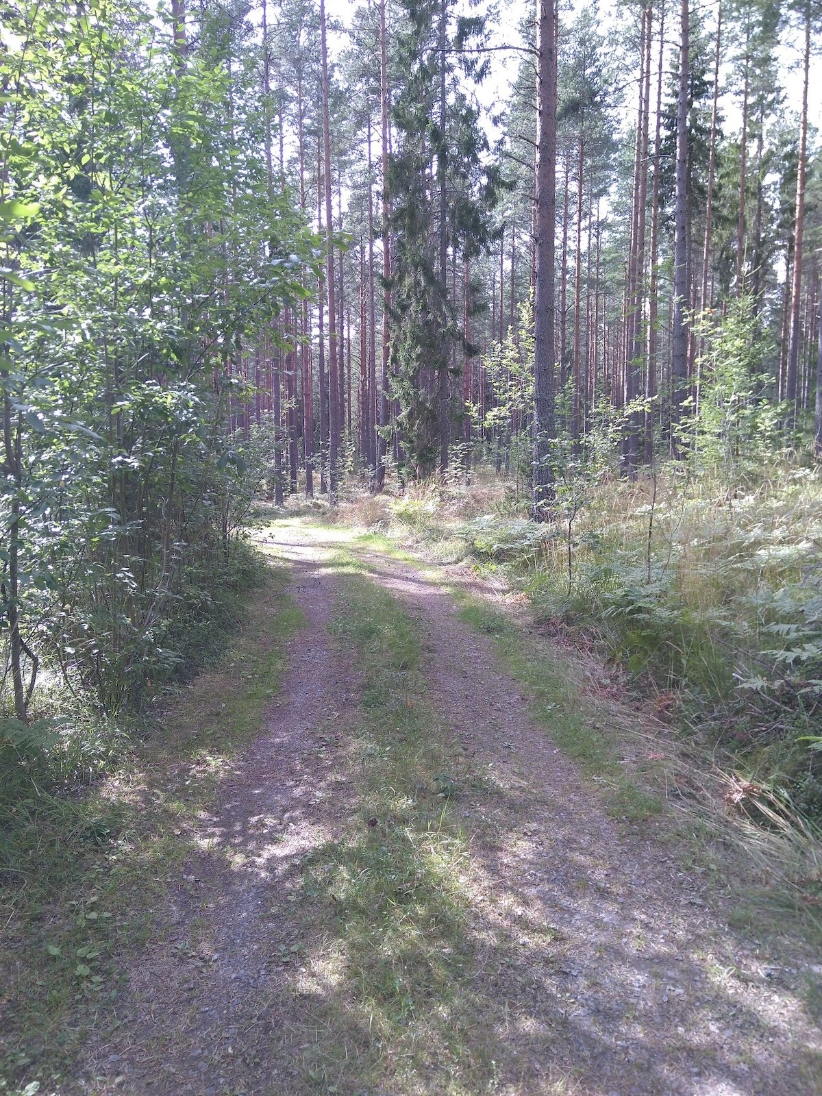 A forested trail with tall conifers and dappled sunlight filtering through the canopy.