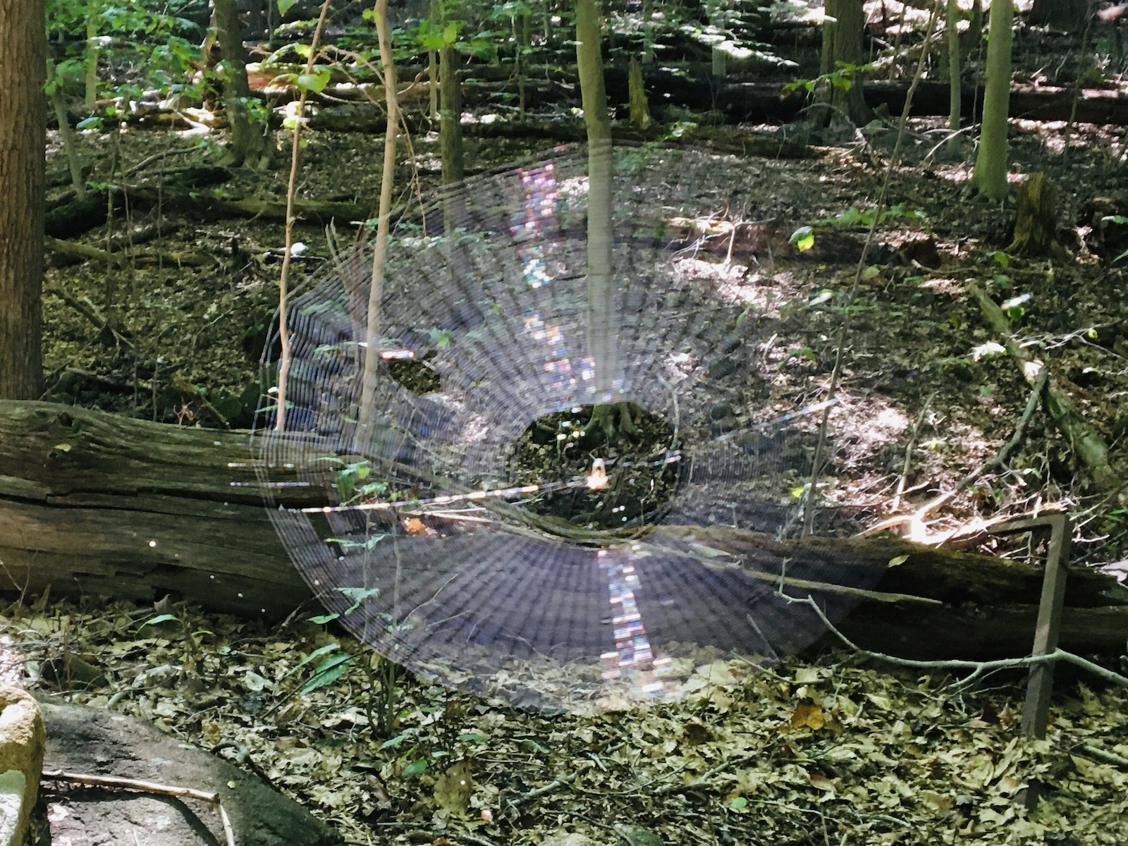 Massive scary spider web.