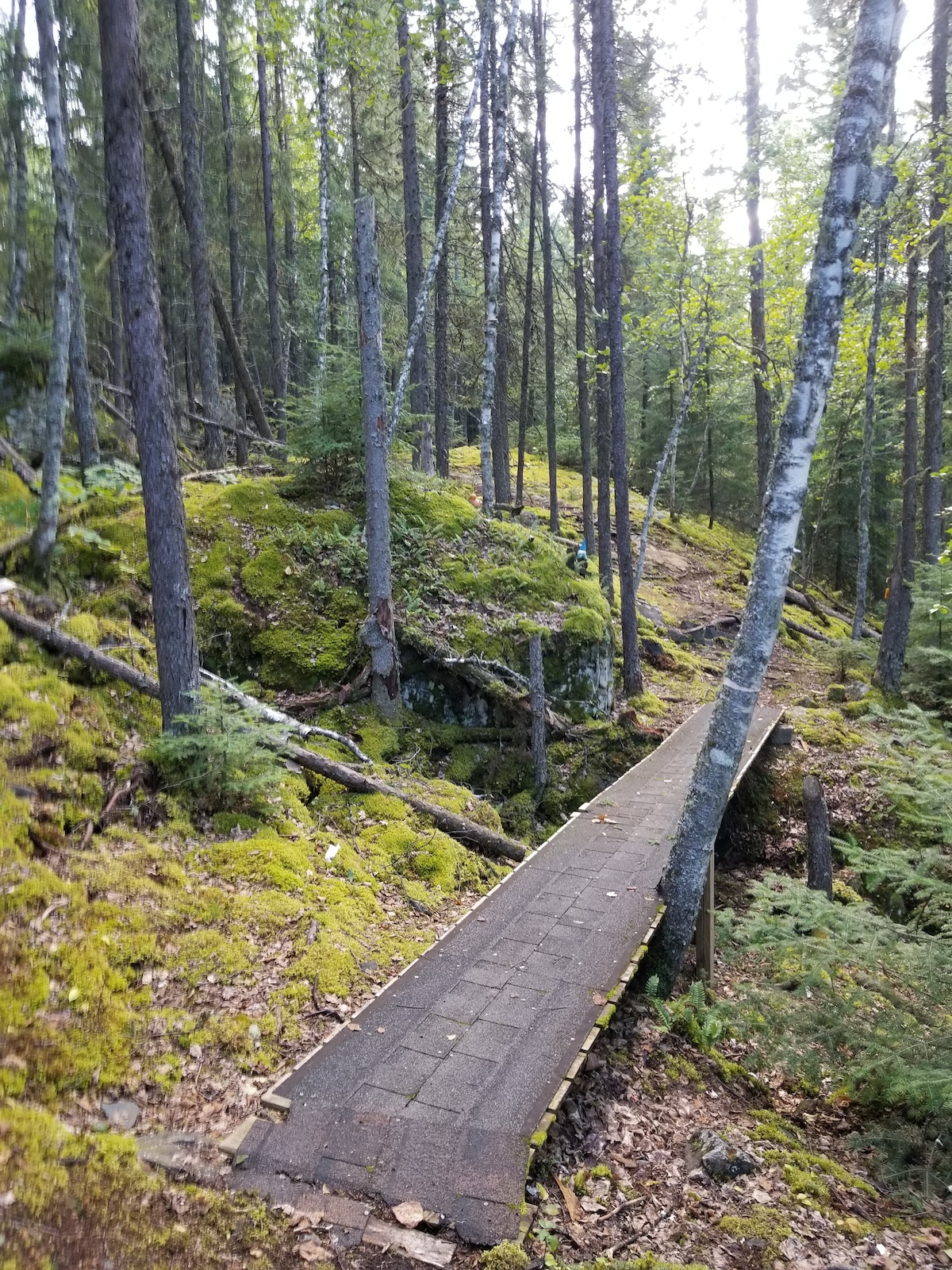 A wooden boardwalk bridge crosses through a coniferous forest with thick moss covering the ground.