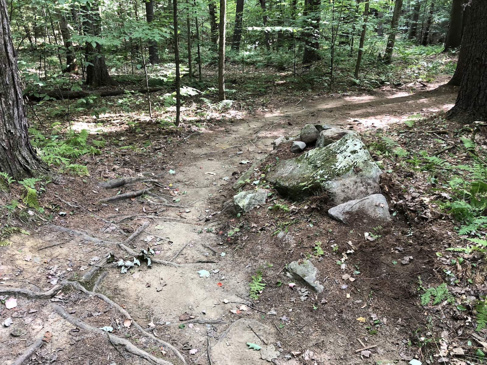Upper side of rock roll over on Moose Poop trail