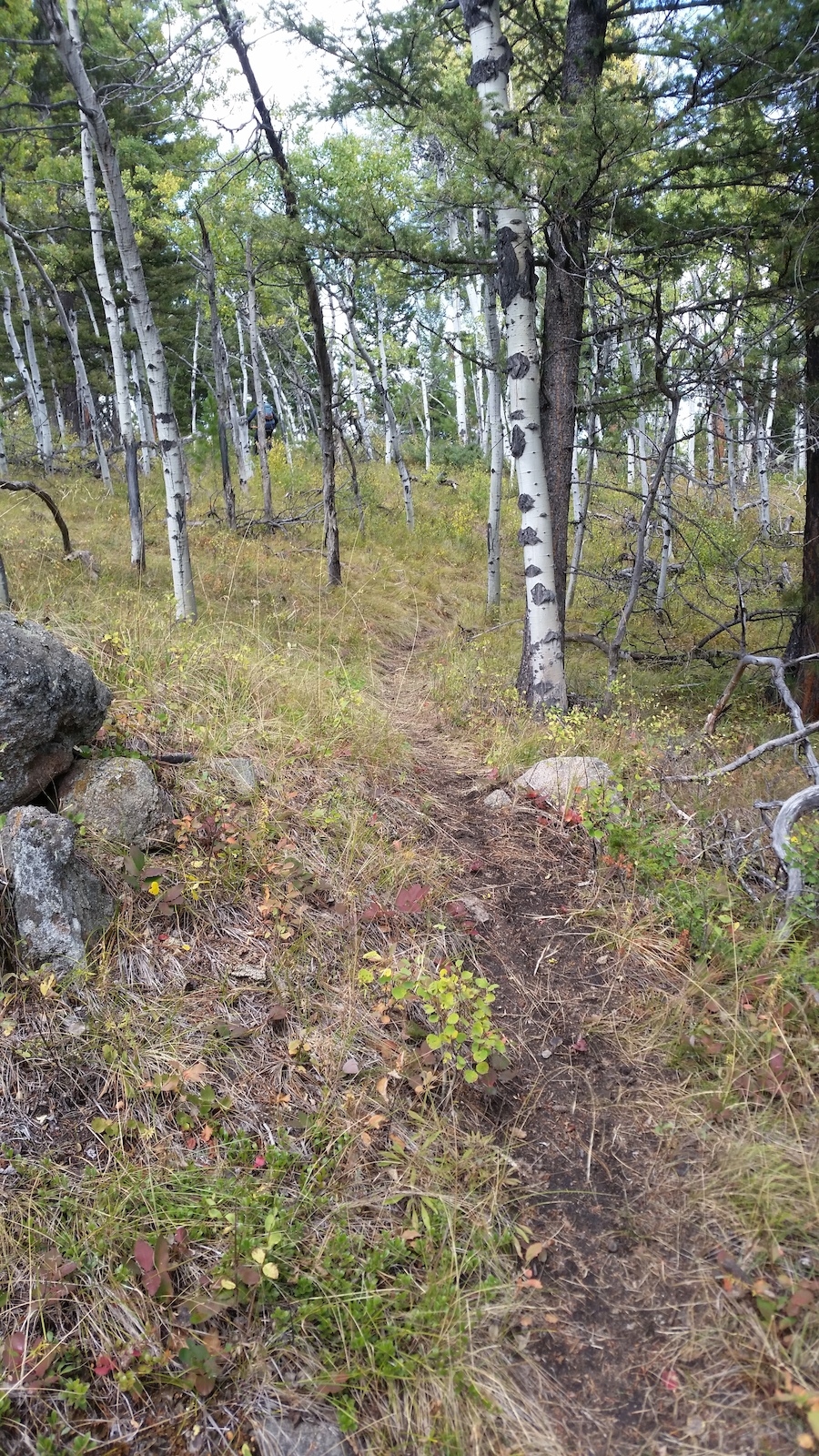 Short climbs through the aspen groves.