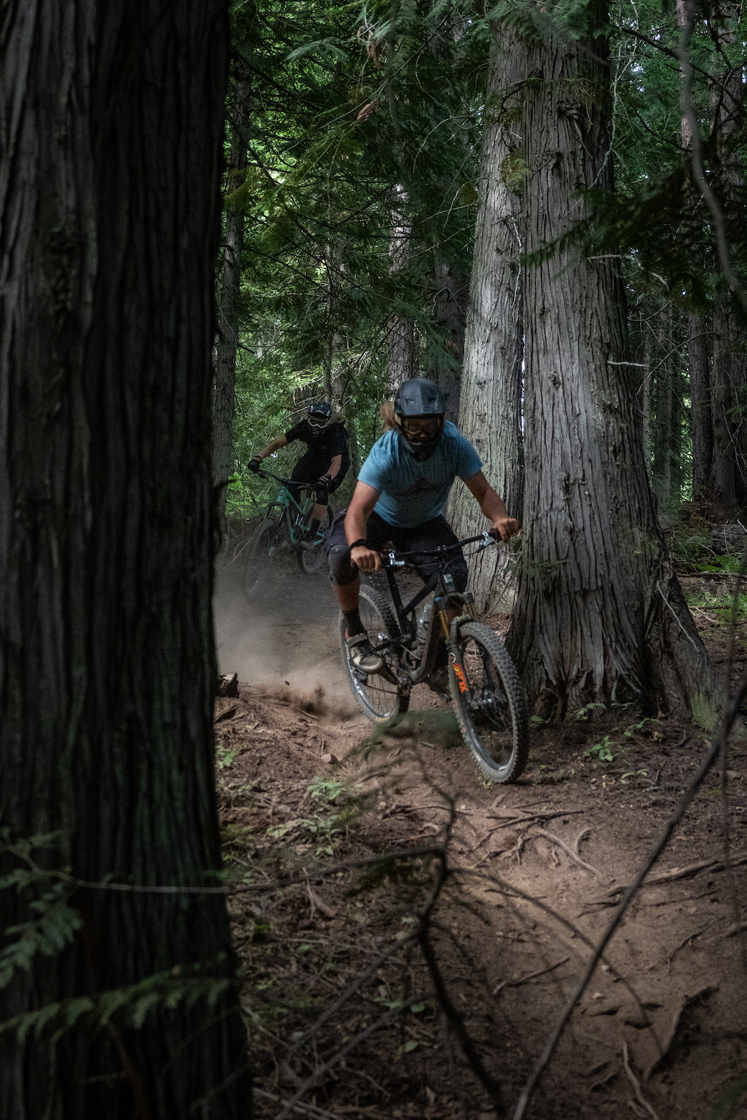 The cedar slalom course